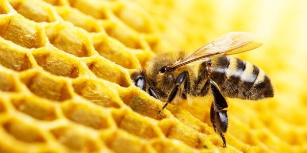 Estudo aponta que veneno de abelha destrói célula cancerígena em 60 minutos