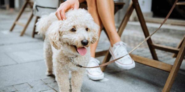 Pet friendly com etiqueta