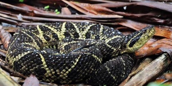 Unesp descobre que veneno de cobra brasileira inibe o coronavírus