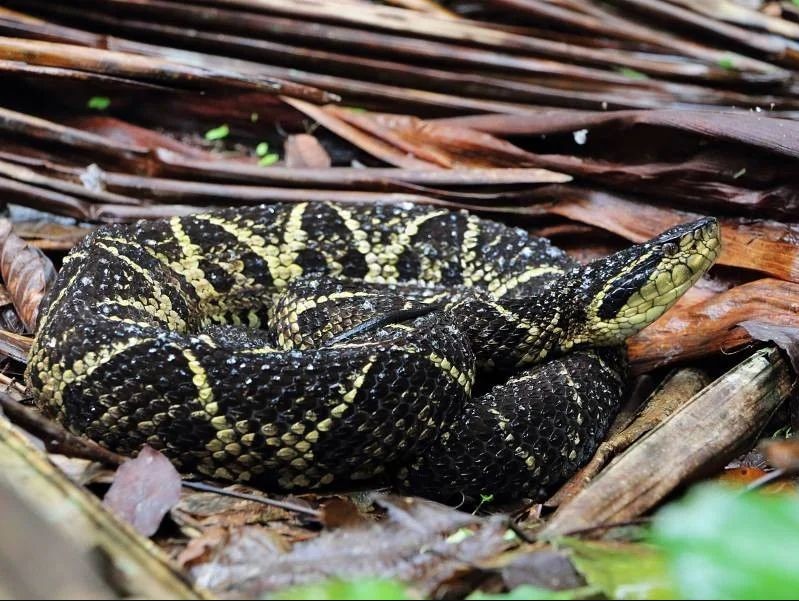 Veneno de cobra inibe a Covid