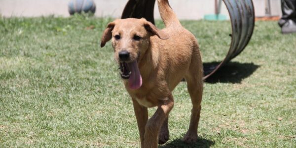 Feira Especial de Adoção de Pets acontece neste sábado, 13, em Barueri
