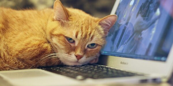 Empresas pet friendly permitem que colaboradores levem seus animais ao trabalho todos os dias