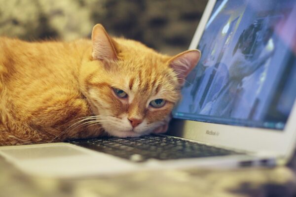 Empresas pet friendly permitem que colaboradores levem seus animais ao trabalho todos os dias