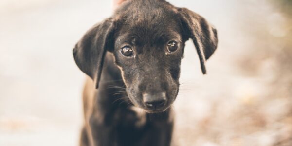 Adoção responsável de pets: onde achar seu novo melhor amigo aqui na região?