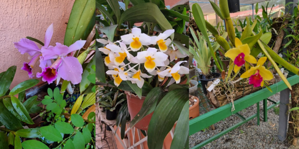 Novo orquidário de Barueri divulga planos de preservação das espécies e educação da população