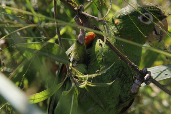 parque ecológico Barueri