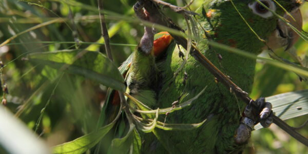 “Vem Passarinhar” reunirá amantes da natureza no Parque Ecológico de Barueri no próximo sábado