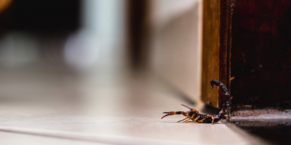 Escorpiões: prevenção e procedimentos para quem encontrar um desses em casa