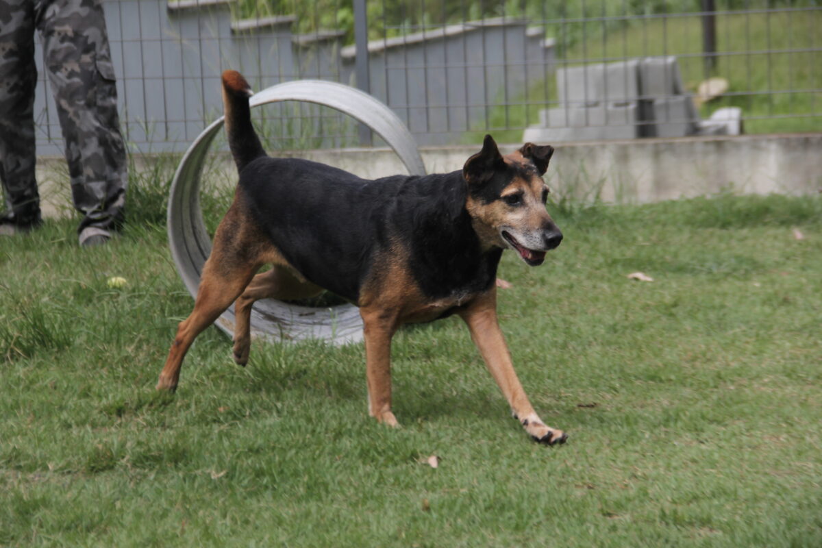 adoção de pets Barueri cães e gatos
