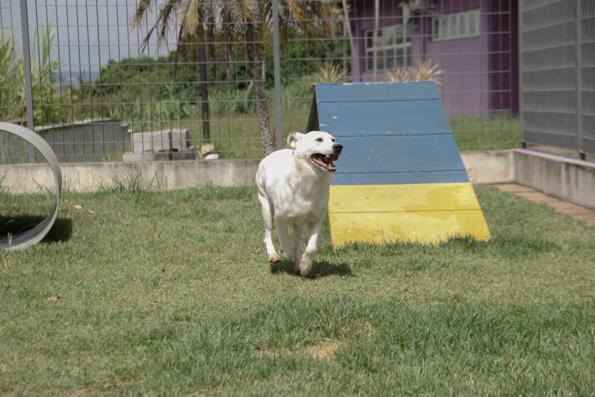 adoção de pets Barueri cães e gatos