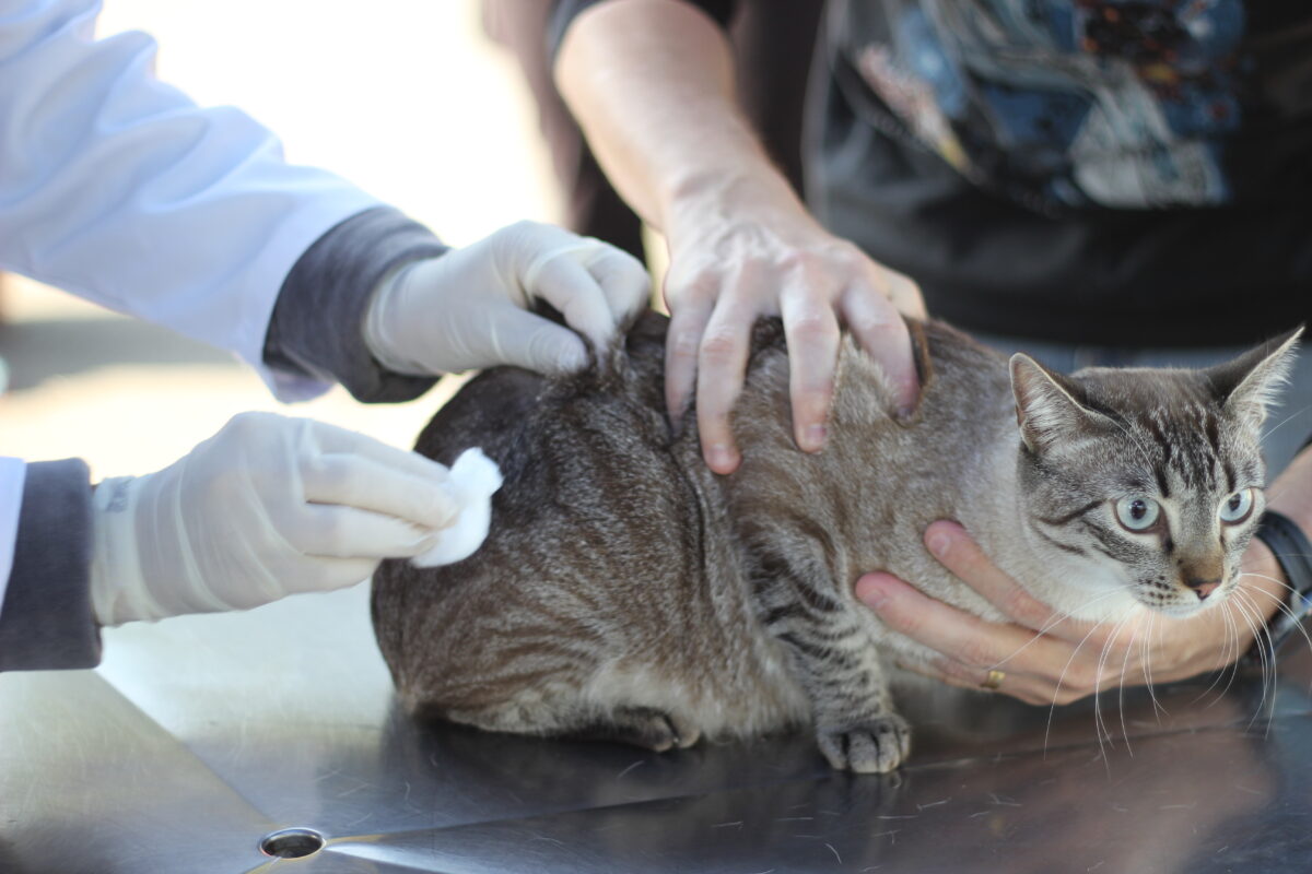 Vacinação antirrábica cães e gatos Barueri Alphaville