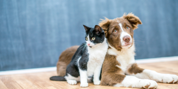 Conheça as feiras de adoção de pets em Alphaville e outros pontos de Barueri