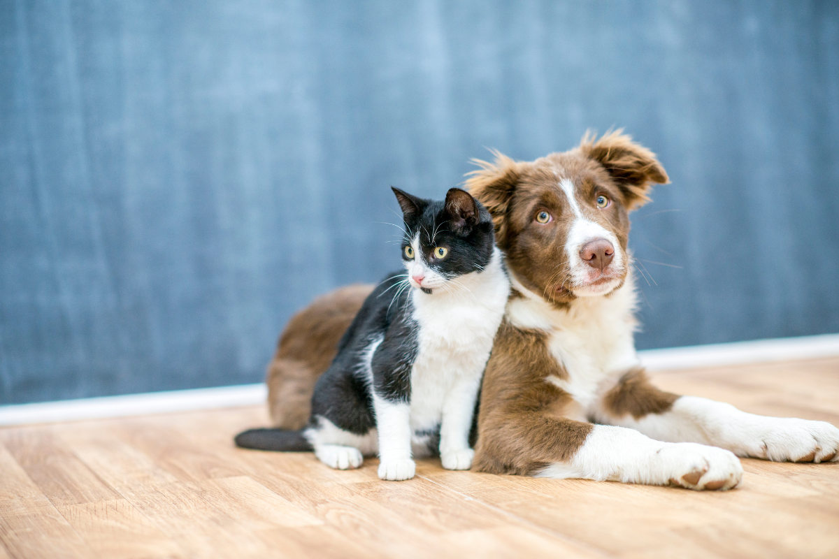 Feiras de adoção de pets em Barueri e Alphaville Cepad