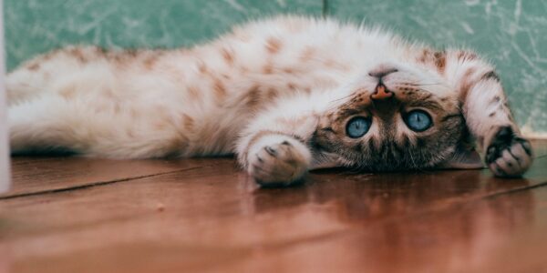Adoção de gatos supera a de cães em 2022