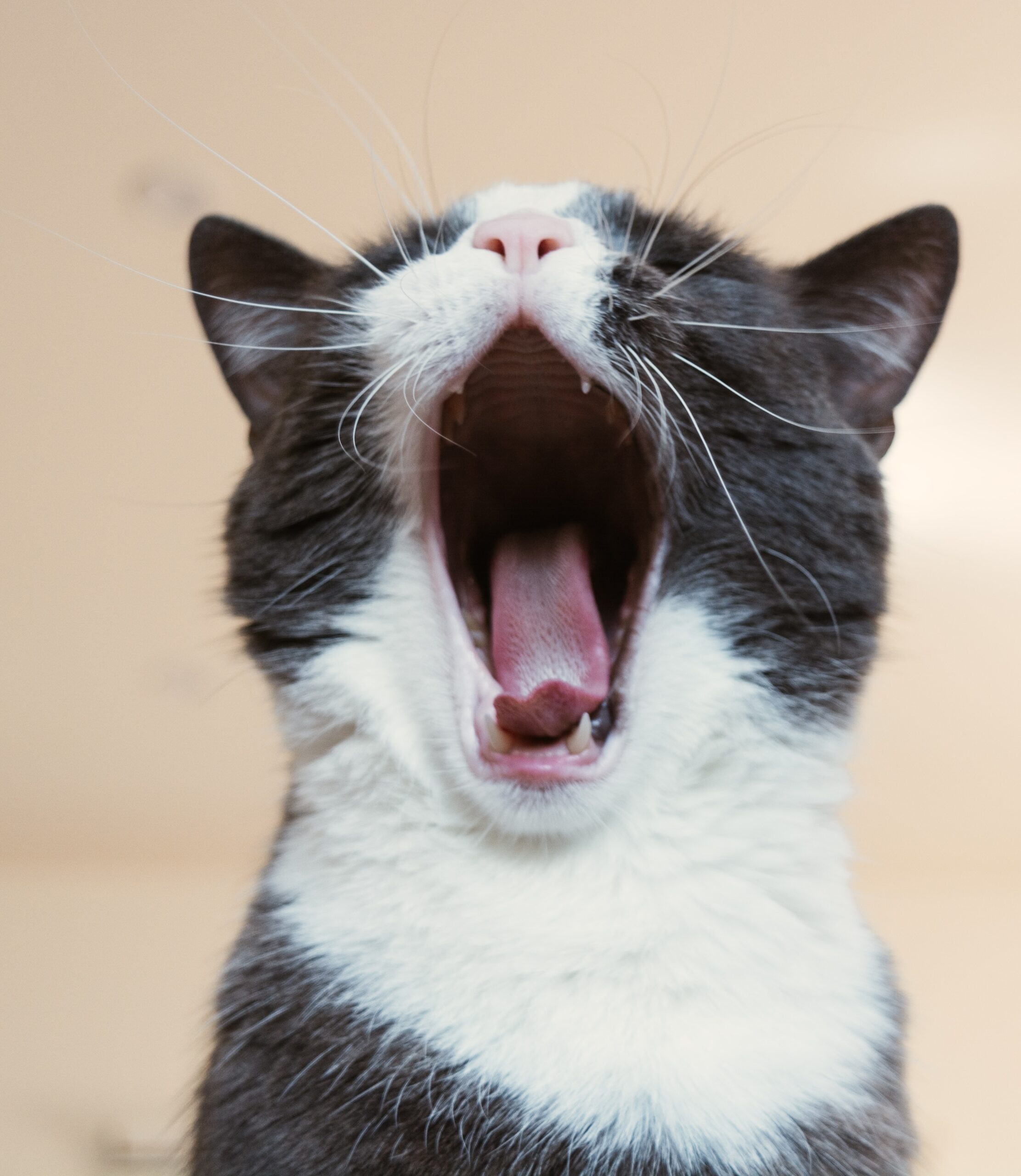 adoção pets cães e gatos Barueri Alphaville