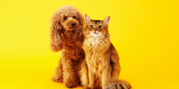 Doença Renal Crônica: março é mês de conscientização para tutores de pets