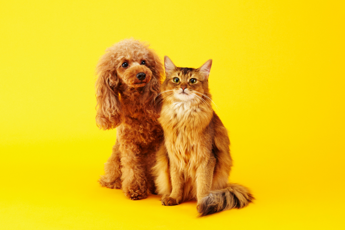 doença renal crônica cães e gatos Alphaville pets