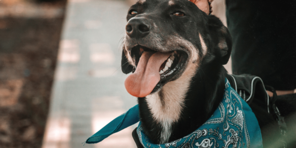 Pets: entenda a guarda responsável de cães, gatos e outros animais