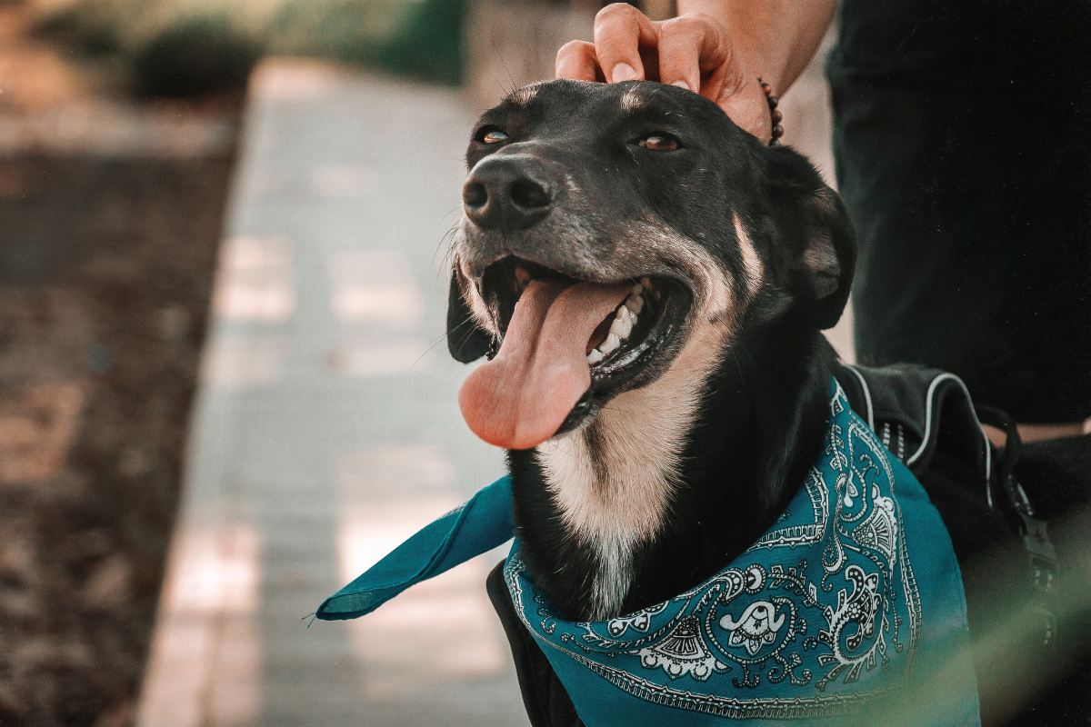 guarda responsável pets guia Alphaville Barueri