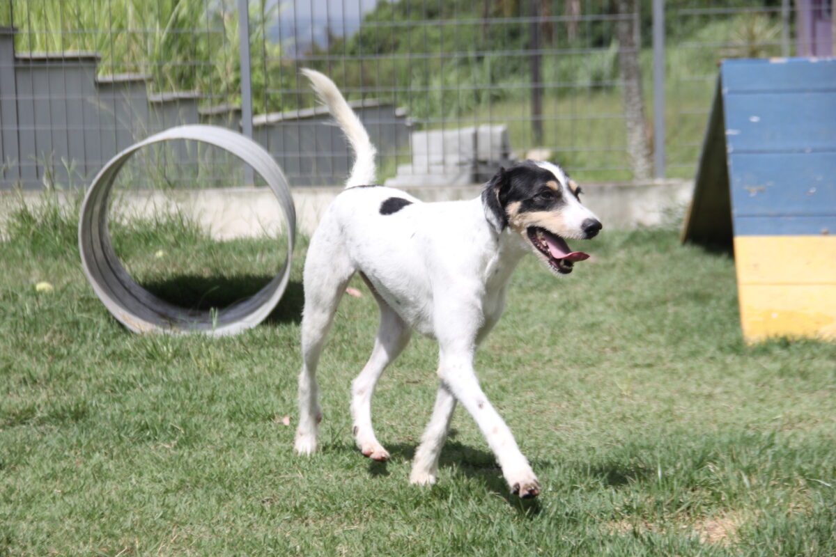 adote um pet cães e gatos Alphaville Barueri