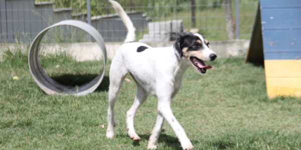 Pet: adote o seu em uma das feiras que acontecem neste mês de março, em Barueri
