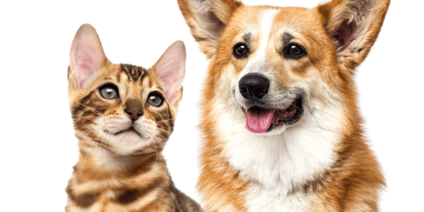 Barueri abre novas vagas para castração gratuita de pets registrados na cidade