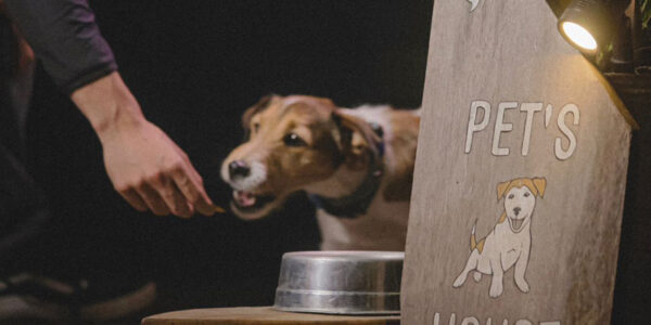 Especial Pet 2023: um guia completo para a saúde e o bem-estar do seu animal em Alphaville e arredores