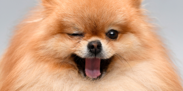 Saiba como amenizar a ansiedade do seu pet