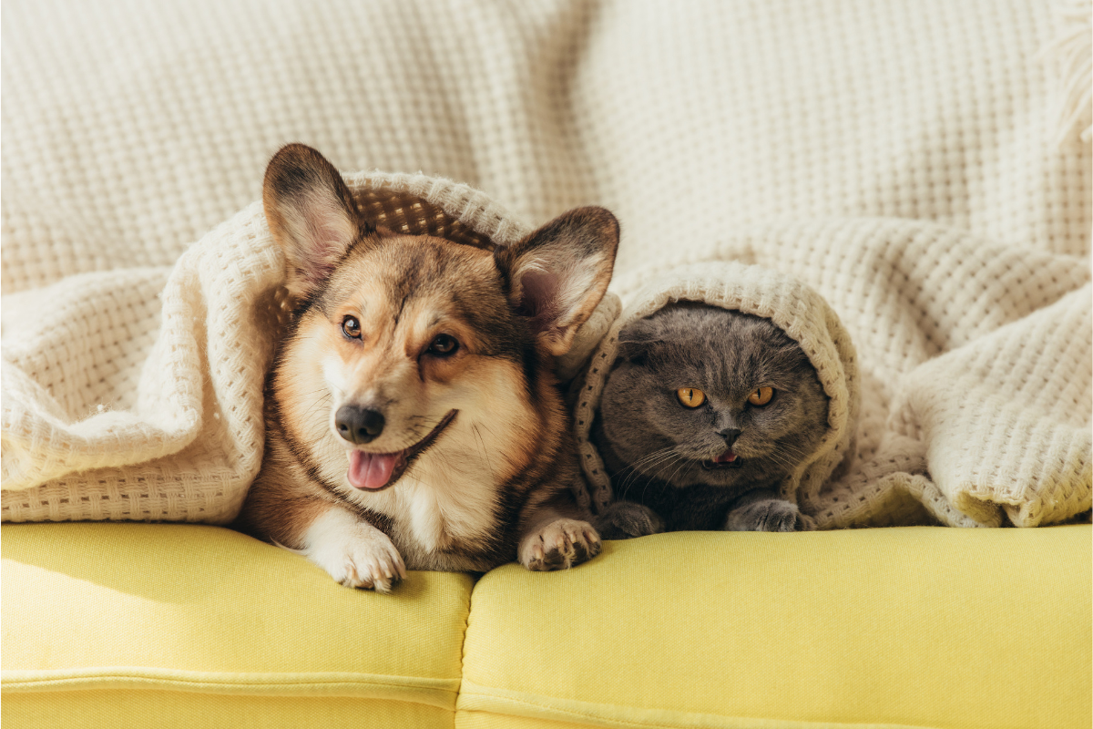 castrtação gratuita de pets Barueri Alphaville cães e gatos