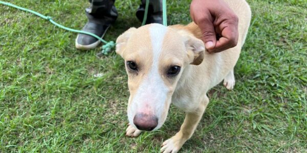 Pets: veja a programação das feiras de adoção em junho
