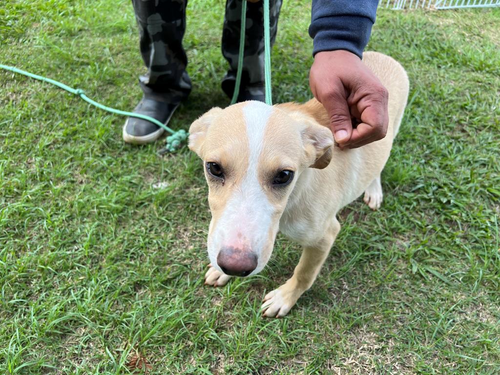 Adoção de pets Barueri Alphaville Cepad pet