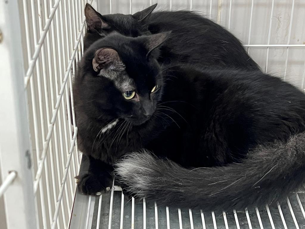 Adoção de pets Barueri Alphaville Cepad pet