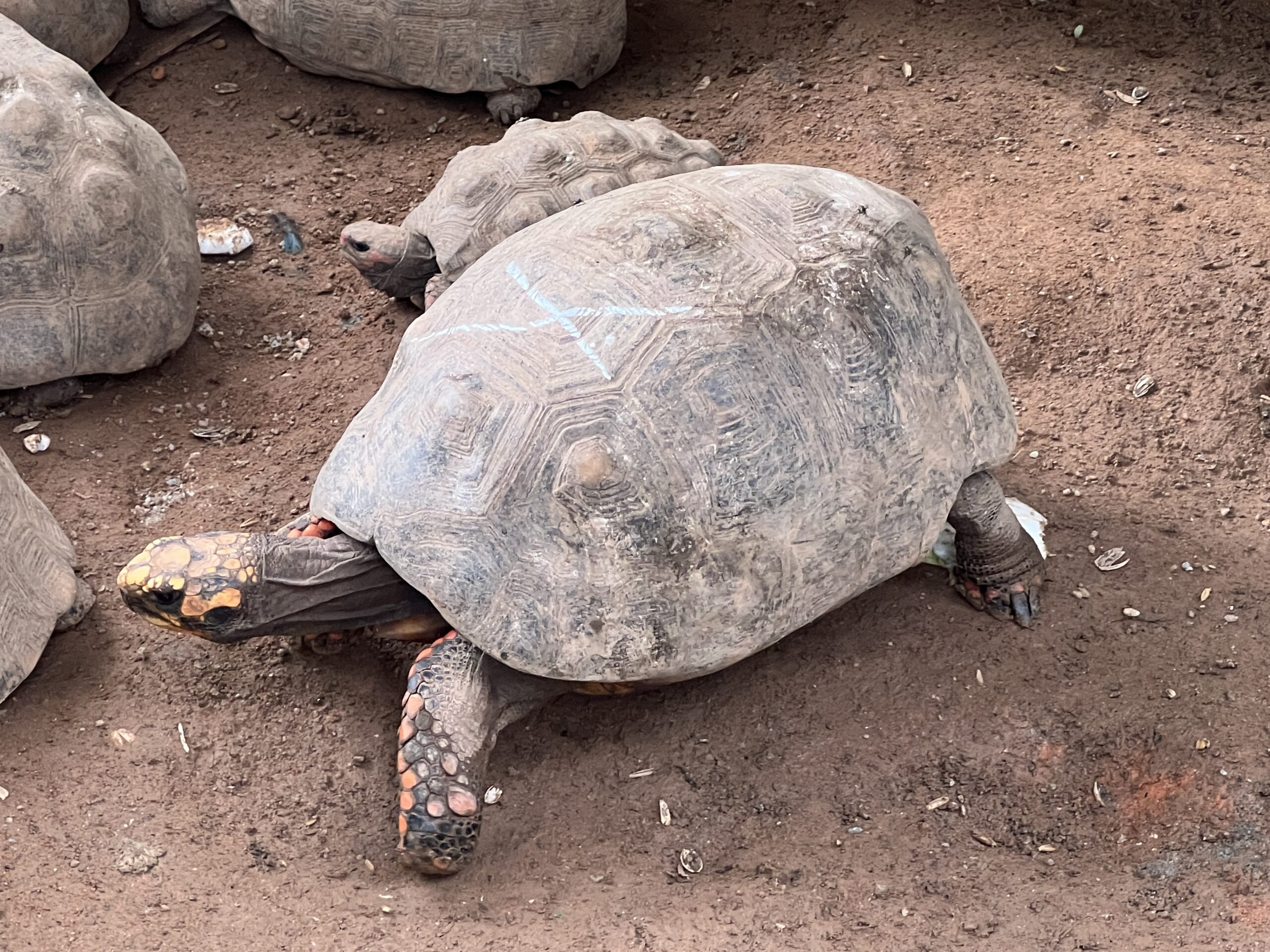 Cetas Barueri animais silvestres tráfico repatriação