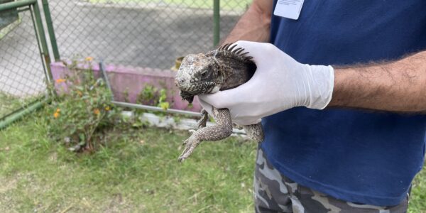 Cetas de Barueri promove a repatriação de 131 animais silvestres