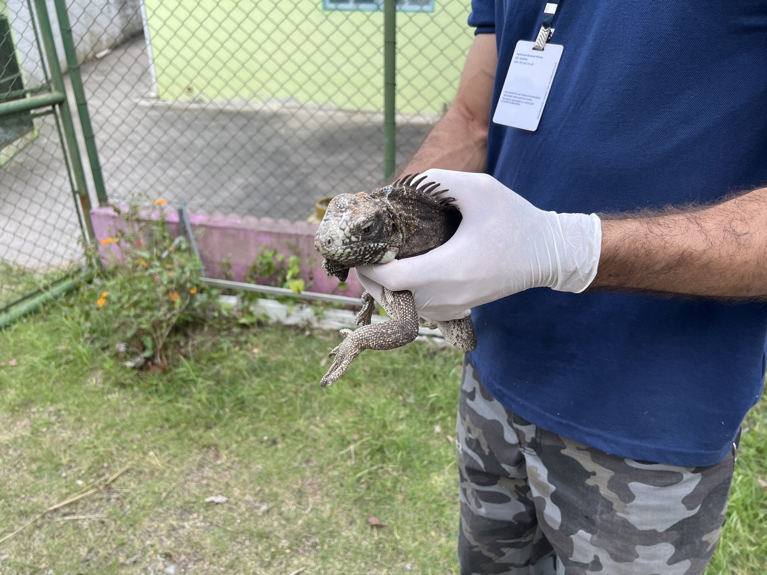 Cetas Barueri animais silvestres tráfico repatriação