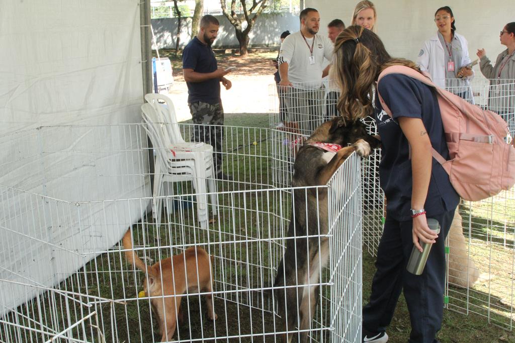 adoção de pets Barueri Alphaville