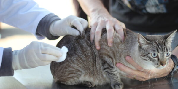 Pets: mudança nos horários de atendimento do posto de vacinação antirrábica de Barueri