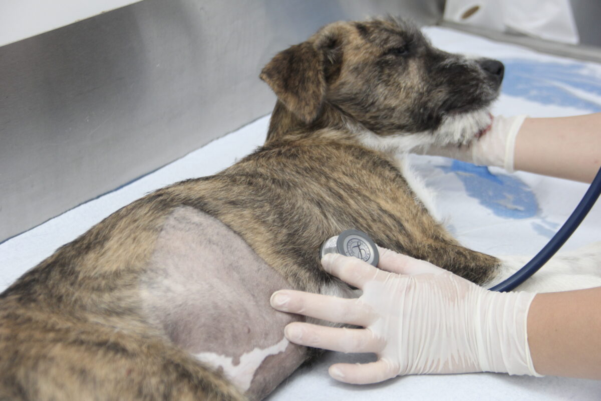 Agendamento castração pets cães e gatos Barueri Alphaville