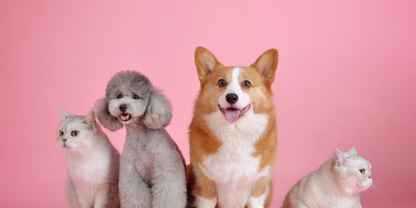 Ação de arrecadação de alimento para pets acontece dia 22/6 em Alphaville