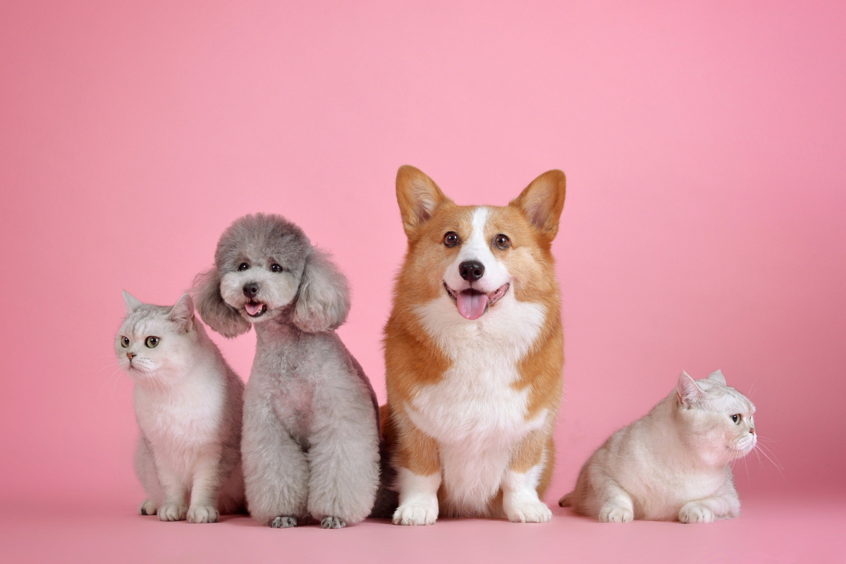 pets cães e gatos alphaville Santana de Parnaíba