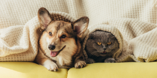 Novo agendamento para castração gratuita de pets acontece no dia 5/7