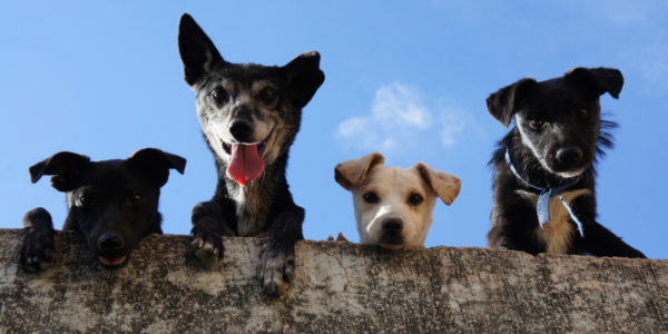 Feira de adoção de pets acontece dia 26/7 em Santana de Parnaíba