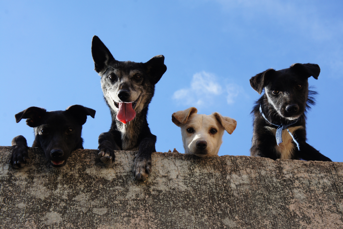 feira de adoção de pets cães e gatos Santana de Parnaíba Barueri