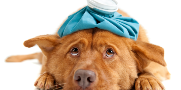 Leishmaniose: tutores de cães devem estar atentos à doença