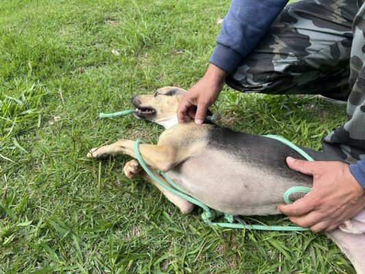 Confira as Feiras de Adoção de Pets de setembro em Alphaville e Barueri