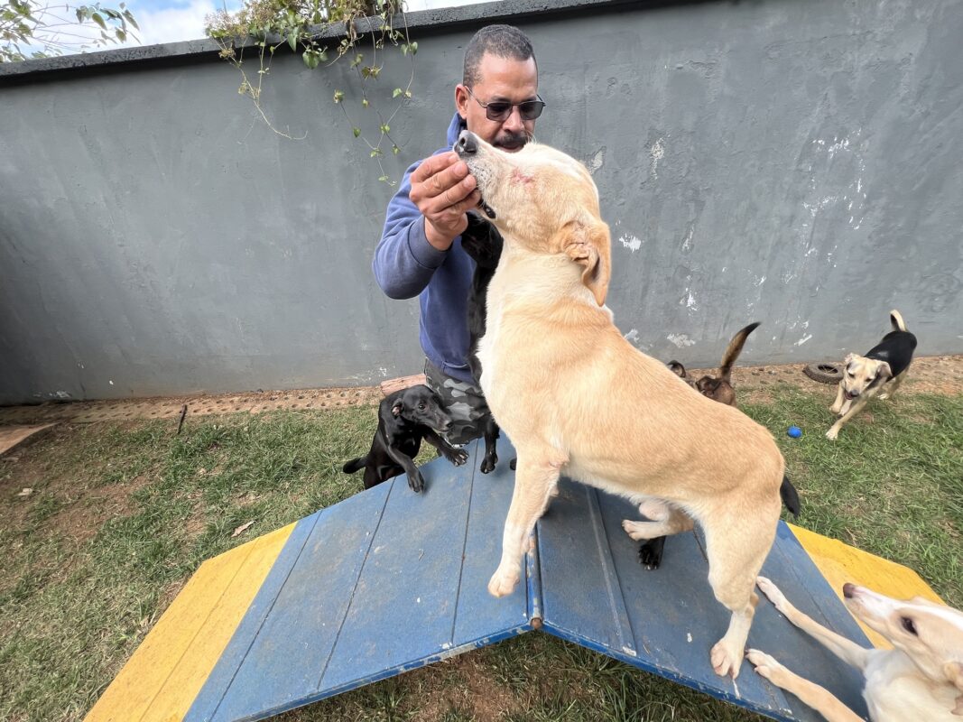 Confira as Feiras de Adoção de Pets de setembro em Alphaville e Barueri