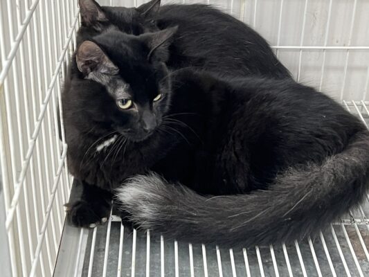 Confira as Feiras de Adoção de Pets de setembro em Alphaville e Barueri