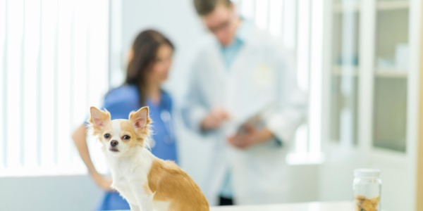 Sema abre agendamento para castração de pets no dia 6/9 em Barueri