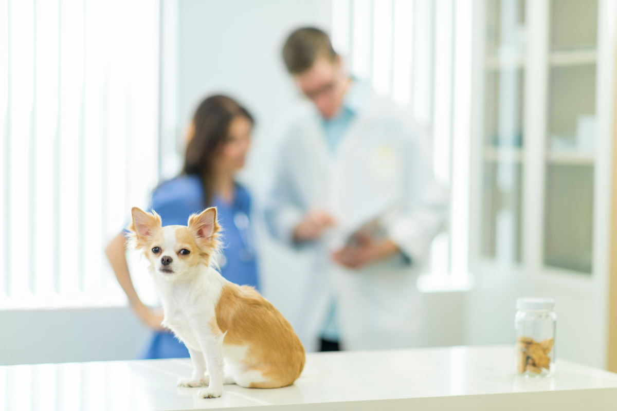 Sema abre agendamento para castração de pets no dia 6/9 em Barueri e Alphaville