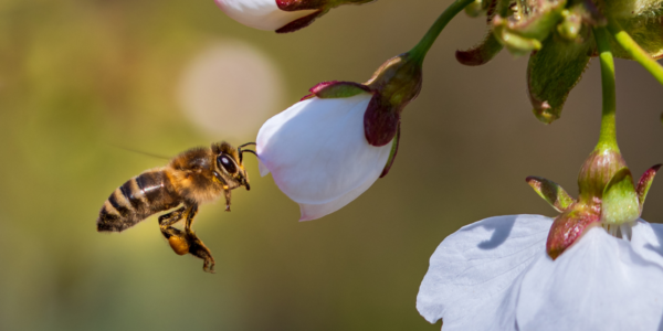 Parque Ecológico sedia 1º Encontro Poliniza Barueri neste sábado, 2/9